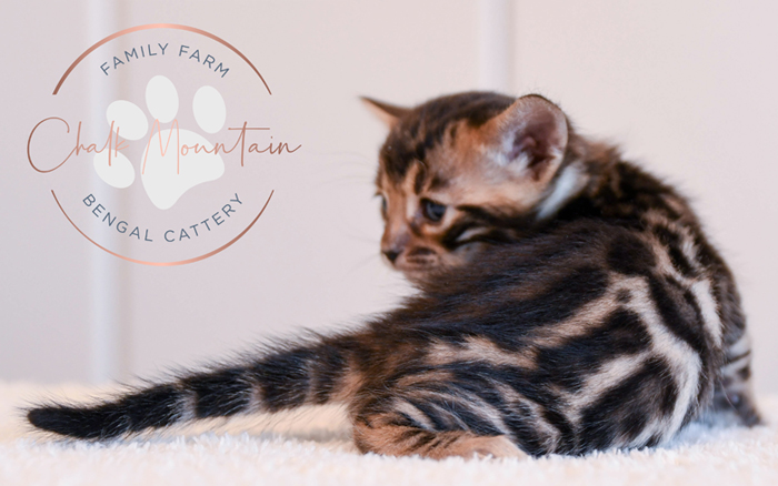 Bengal kitten for sale